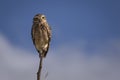 Owl standing on a branch Ã¢â¬â Strigiformes Royalty Free Stock Photo